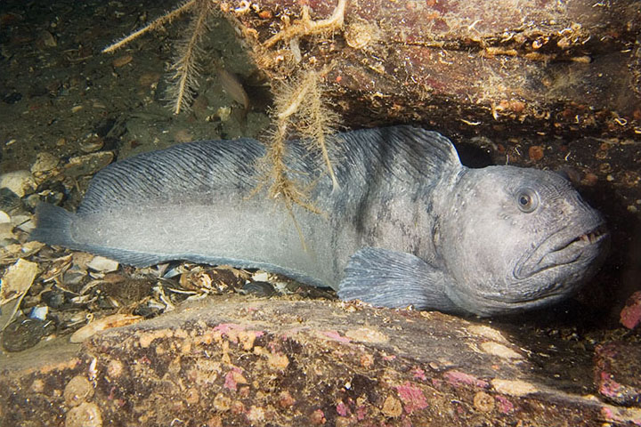 wolf eel adaptations