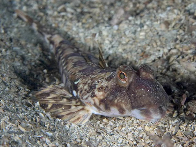 Common Dragonet Callionymus Lyra Common Dragonet Callionymus Lyra