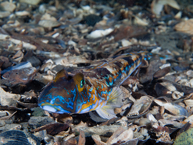 Common Dragonet Callionymus Lyra Common Dragonet Callionymus Lyra