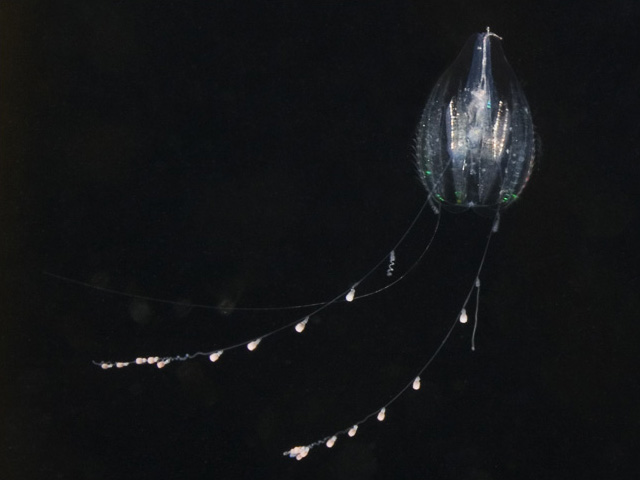 Ctenophora Comb Jellies