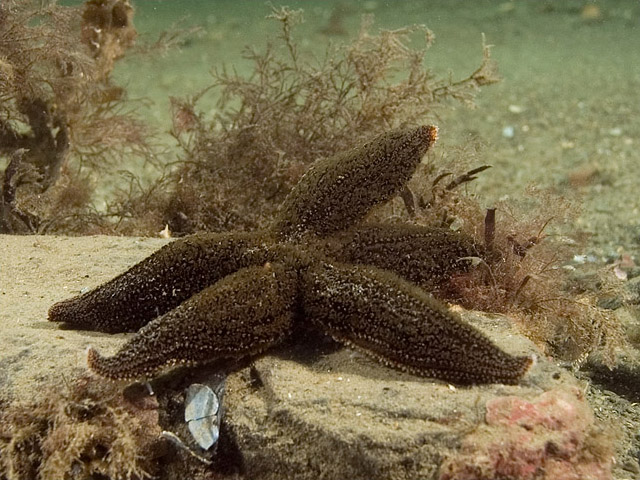 Common Sea Star