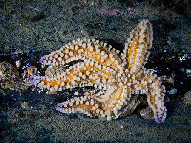 Club de Inmersión Biología :: 18. Estrellas de mar, Marthasterias glacialis