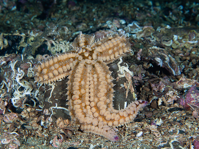 Club de Inmersión Biología :: 18. Estrellas de mar, Marthasterias glacialis