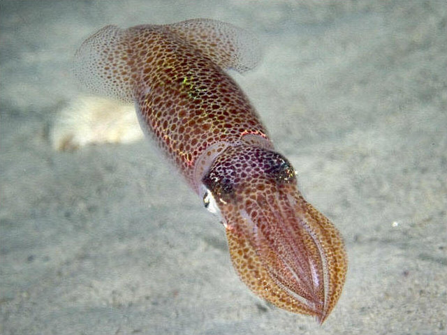 european squid