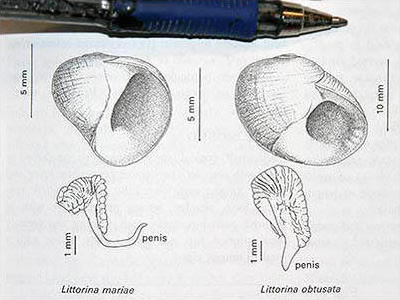 Littorina anatomy