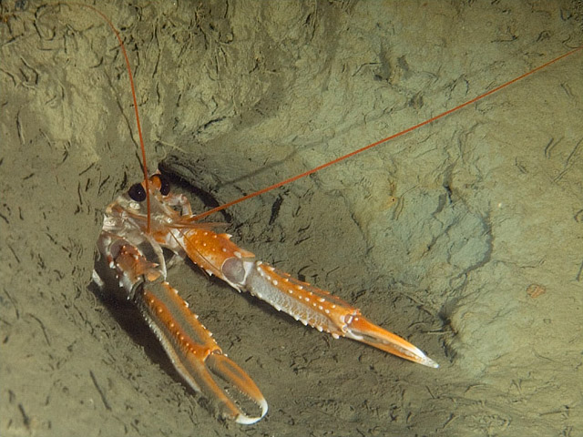 Norway Lobster Nephrops Norvegicus Norway Lobster Nephrops Norvegicus