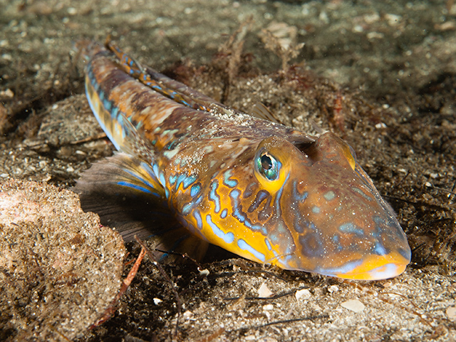 Common Dragonet Callionymus Lyra Common Dragonet Callionymus Lyra